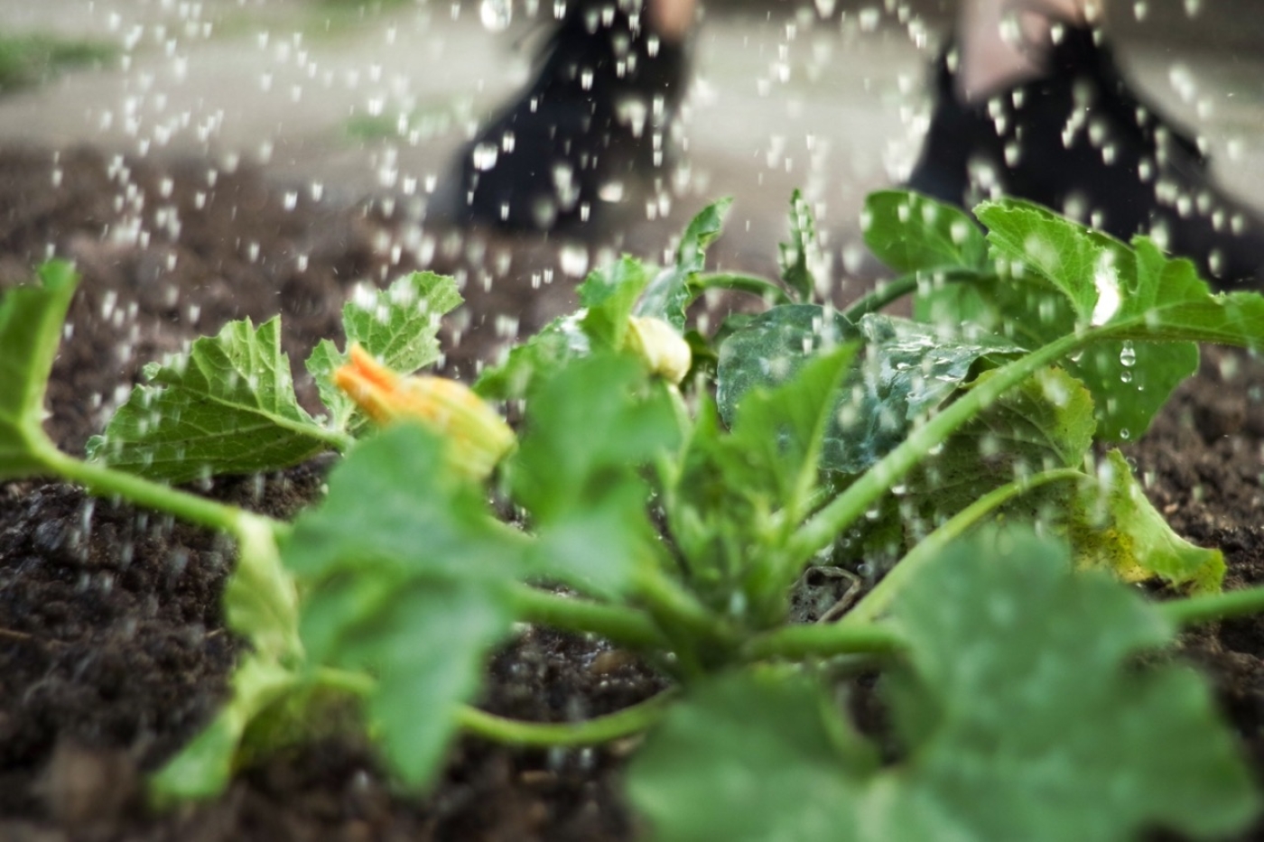 Cómo crear un jardín sostenible y respetuoso con el medio ambiente