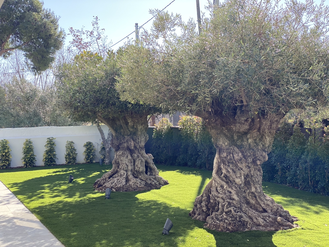 Cómo Elegir las Mejores Plantas para tu Jardín Según el Clima y el Suelo